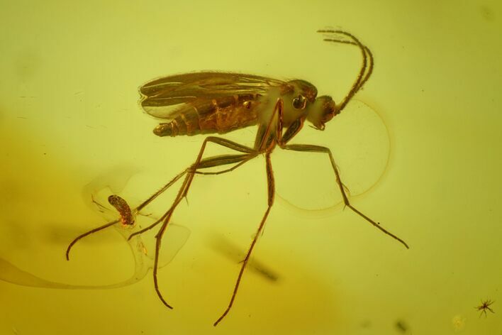 Two Fossil Fungus Gnats (Sciaridae) In Baltic Amber #170049